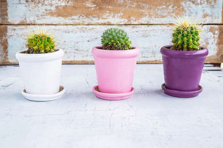 Cactus on a wooden tableの写真素材