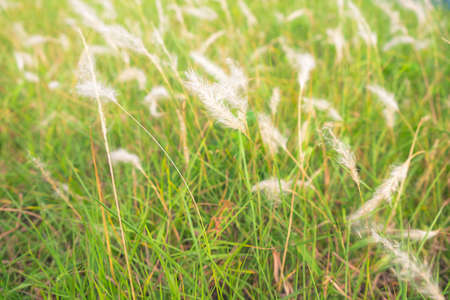 Natural background with white grass flowers in summerの写真素材