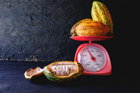 Fresh cocoa and cocoa podsの写真素材