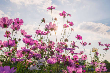 Cosmos flower background and blue skyの写真素材
