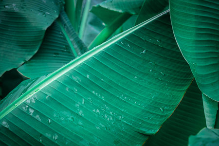 Banana leaf backgroundの写真素材