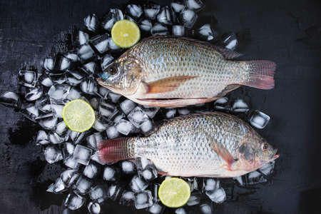 .Fresh fish of tilapia on ice with lemon paste.の写真素材