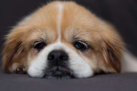 Portrait of Tibetan spaniel laying on blanket