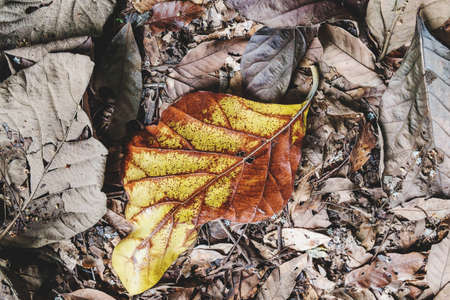 The background of the dry leaves that fell to the ground
