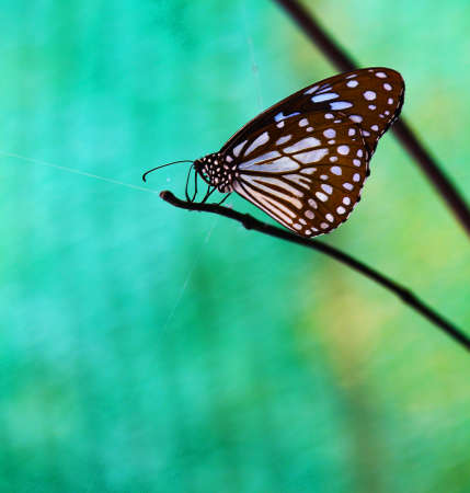 Beautiful butterfly in the garden