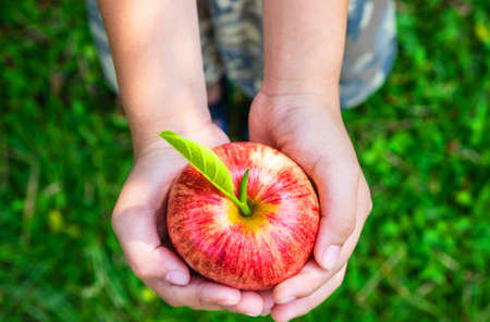 Fresh apple fruit in hand