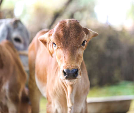 Pretty Little Baby Cowの写真素材