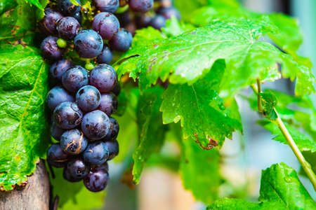 .Fresh grape fruit from grape trees