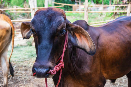 Cows and calves on the farmの写真素材