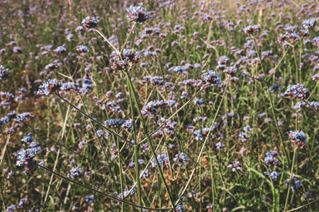 Vintage Verbena Flower Background