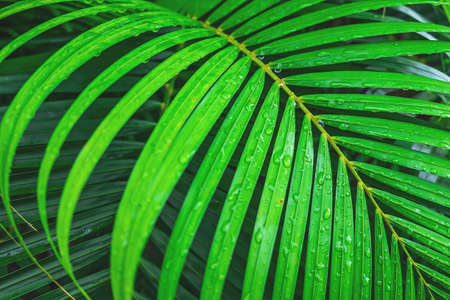 The background of coconut leaves with water drops in the rainy seasonの写真素材