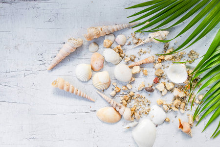 Seashells and sea concept