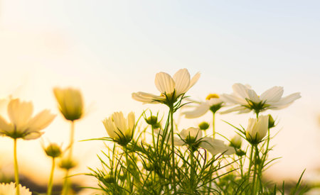 White cosmos flower blooming beautifully for background.の写真素材