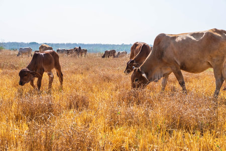 Herd of cows graze in grasslands in hilly landscapes and meadows on clear days.の写真素材