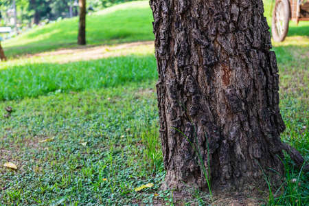 Background details of the bark of trees