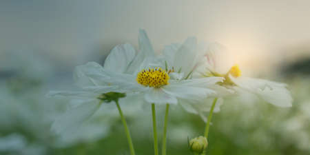 White cosmos flower blooming beautifully for backgroundの写真素材