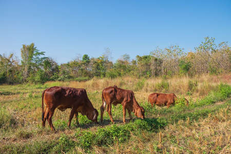 Herds of cows and calves graze in the middle of the fieldの写真素材