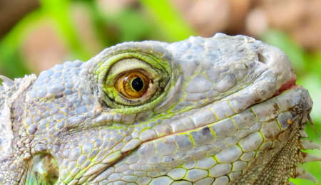 Close-up of Iguanas eyes.の写真素材