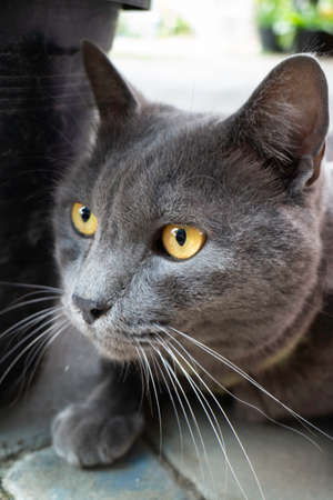 Gray cat chilling out on the floor