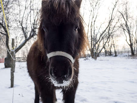 The look of a mini-horse.の写真素材