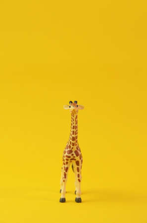 Giraffe isolated on yellow background. Concept image front view. Wild giraffe looking forward in camera.の写真素材