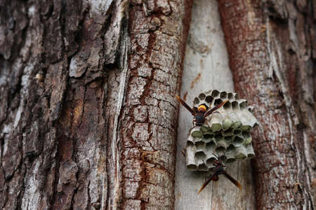 Close up wasps constructing and protecting larvae on the nest.の写真素材