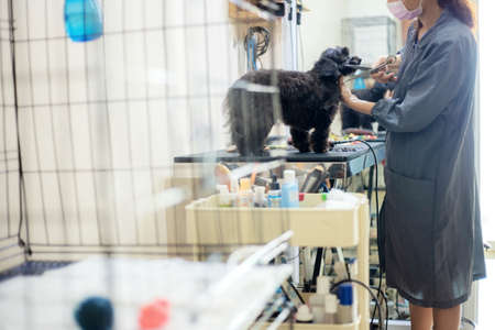 Woman are cutting hair and cleaning a dog.の写真素材
