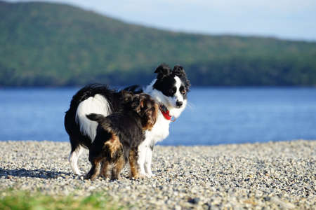 Seascape and dogs on the beachの写真素材