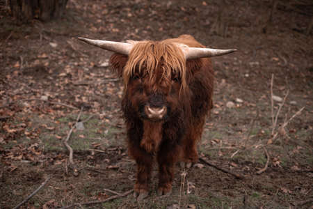 Bos mutus behavior on a farm on rural areas