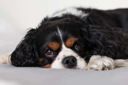 Cavalier King Charles Spaniel on a blanketの写真素材