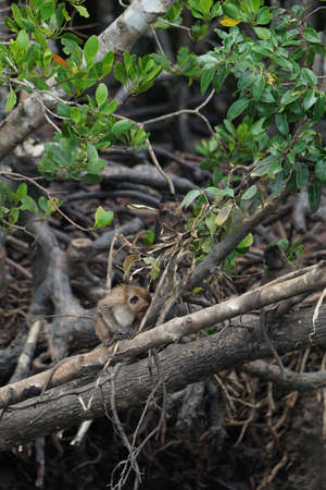 Selective focus on monkeys sit on the roots of mangrove trees with blurred jungle in backgroundの写真素材