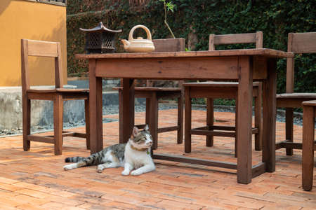 Cat chilled on brick floor backgroundの写真素材