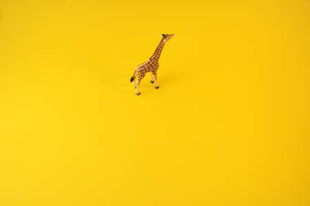 Giraffe isolated on yellow background. Concept image front view. Wild giraffe looking forward in camera.の写真素材