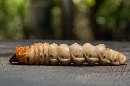 Macro worm on the plantの写真素材