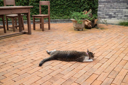 Domestic cat chilled in vintage gardenの写真素材