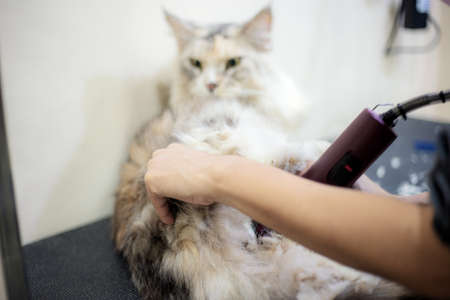 Woman cutting hair a cat.の写真素材