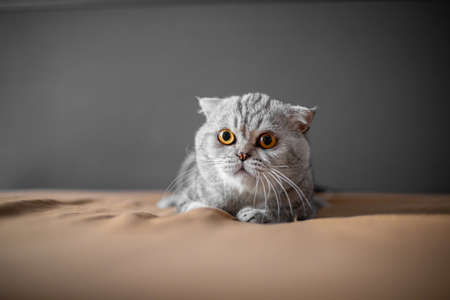 So cute of scottish fold cat.の写真素材