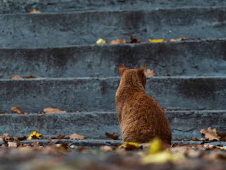 street ginger cat in autumn foliage on the background of the stairs. back view