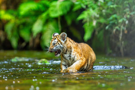 A tiger cub wades through the water in the taigaの写真素材