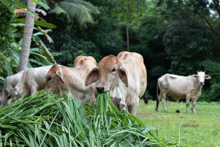 Close up of young cow eating grass.の写真素材