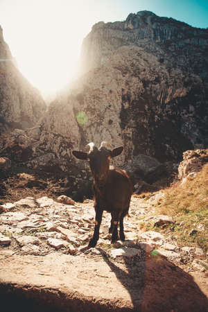 Mountain goat in the middle of the valley looking to cameraの写真素材