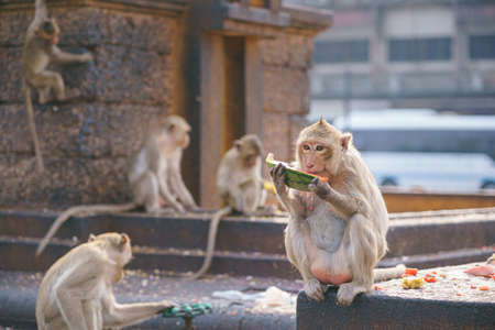 A thai monkey or Crab-eating macaque, Macaca Fascicularis Raffles Eating bananas and sitting and blur background in phra kal shrine, Lopburi THAILANDの写真素材