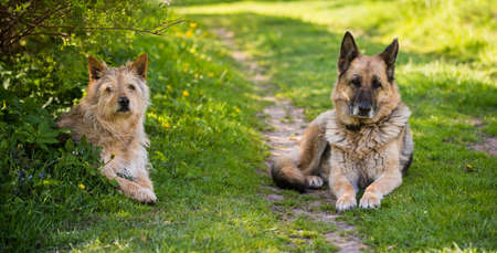 Two mixed breed dogs is sitting on the roadの写真素材