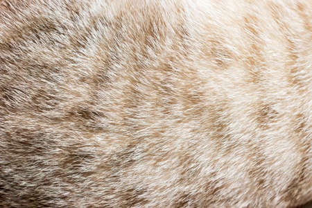 Cat fur close up background texture. Brown abstract stripes.