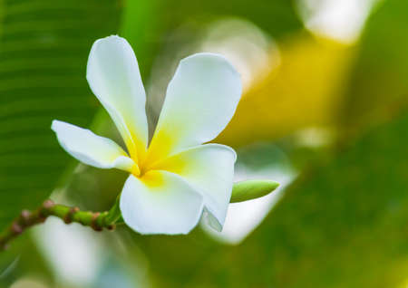 White plumeria flowers in natureの写真素材