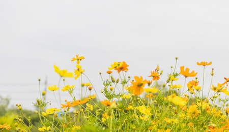 Beautiful flowers blooming in gardenの写真素材