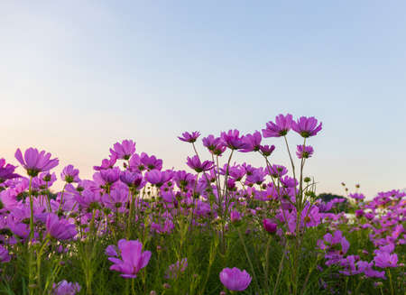 Pink cosmos flowers bloom in the garden.の写真素材