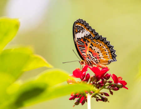 Beautiful butterfly and flowers in the garden