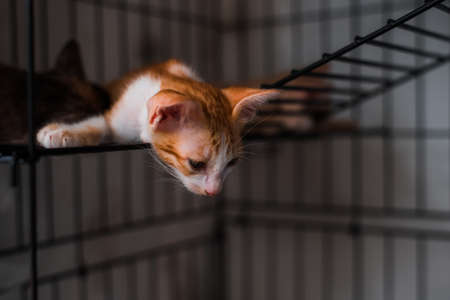 cute short hair asian kitten catの写真素材