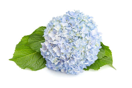 Blue Fresh Hydrangea and leaves isolated on white background